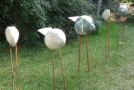 Vogels - 