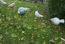 Vogels - 